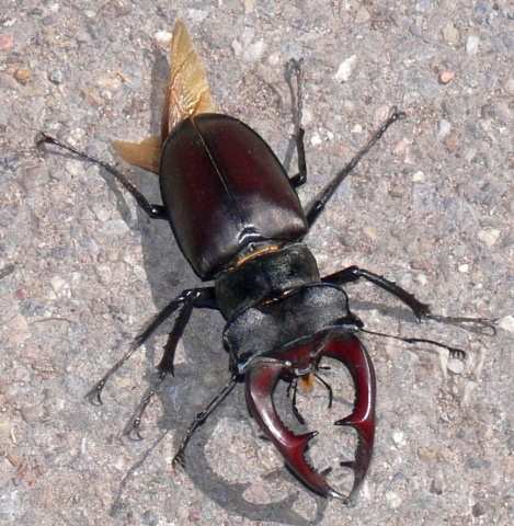Hirschhornkäfer