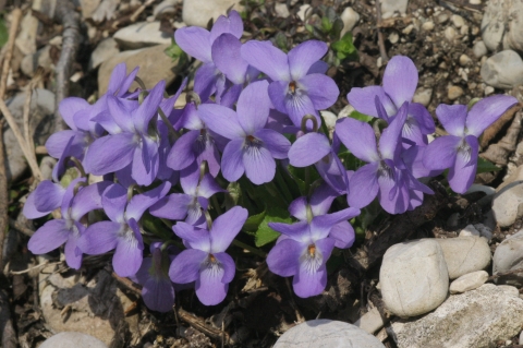 Viola_hirta_Veilchen