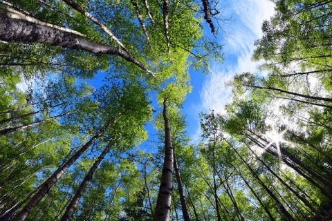 Wald